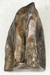 Triceratops Shed Tooth - Montana #20582-1